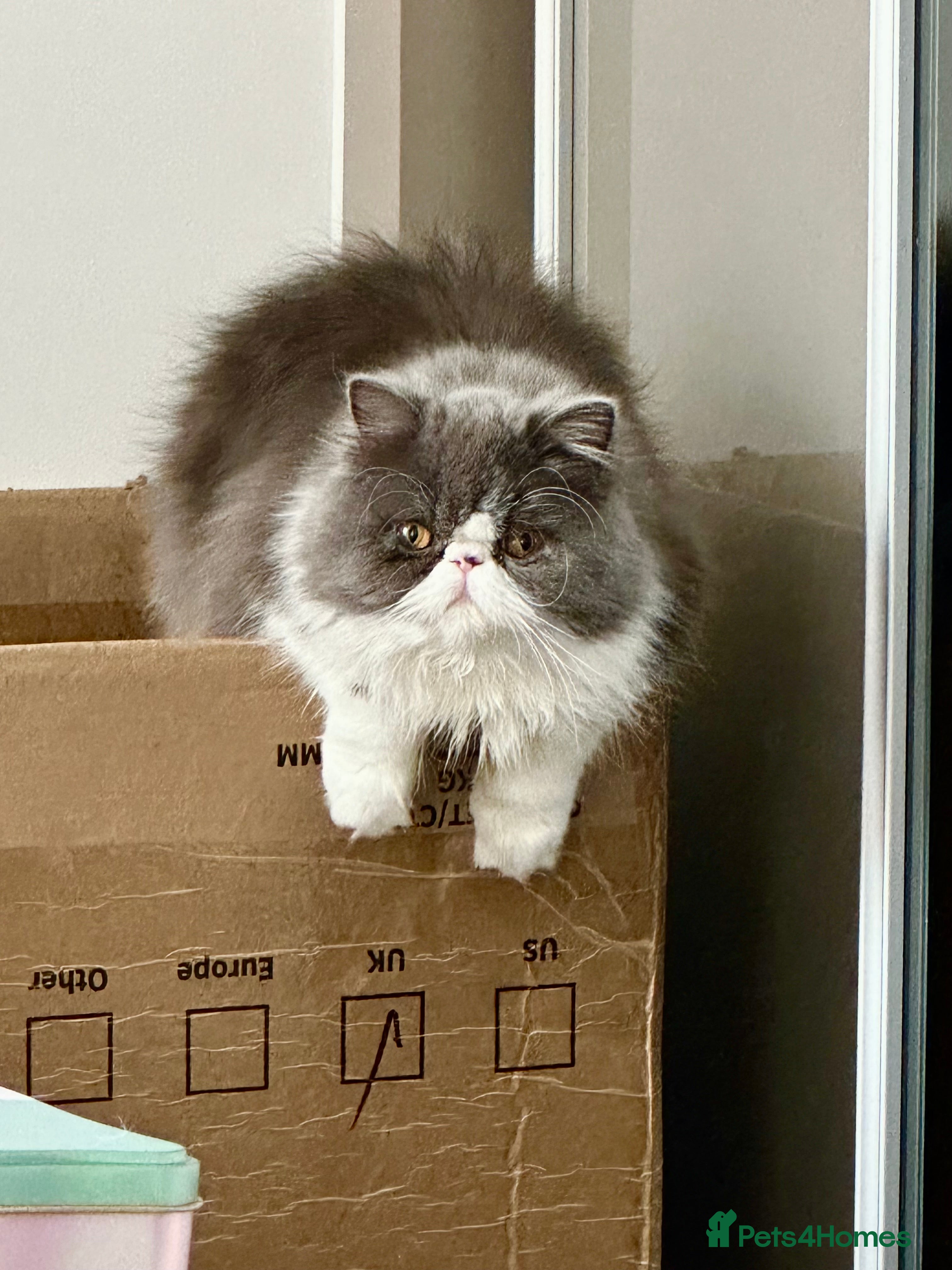 Persian cats GCCF Active Registered Bicolor Persian - Advert 1