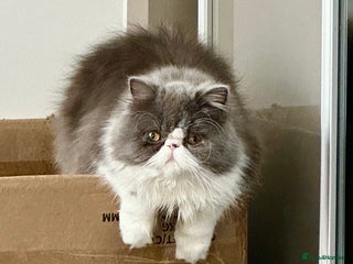 Persian cats GCCF Active Registered Bicolor Persian - Advert 2