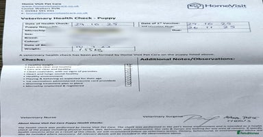 Dachshund dogs - Advert 3