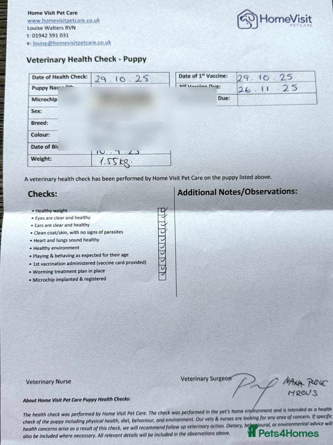 Dachshund dogs for sale: Mini dachshund puppies, PRA clear, health tested - Advert 3