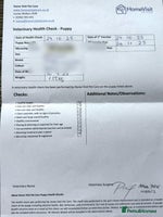 Dachshund dogs - Advert 3