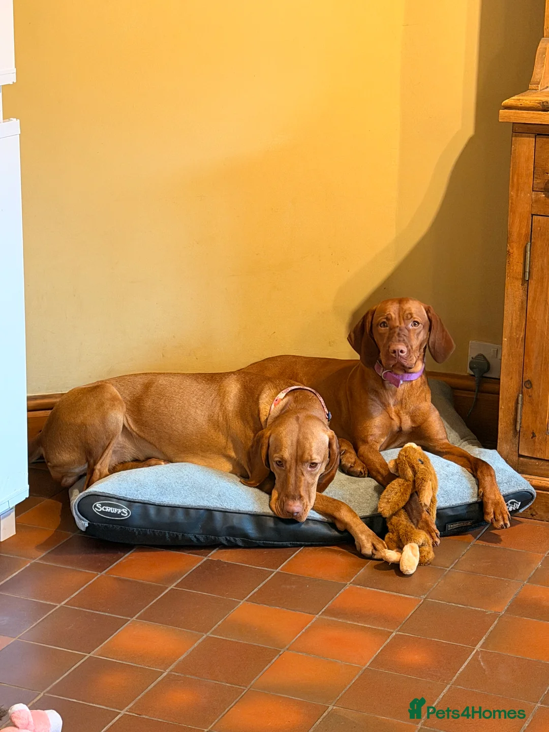 Hungarian Vizsla dogs for sale: *SHOW QUALITY PUPPY*CHAMPION BRED PUPPIES - Advert 10