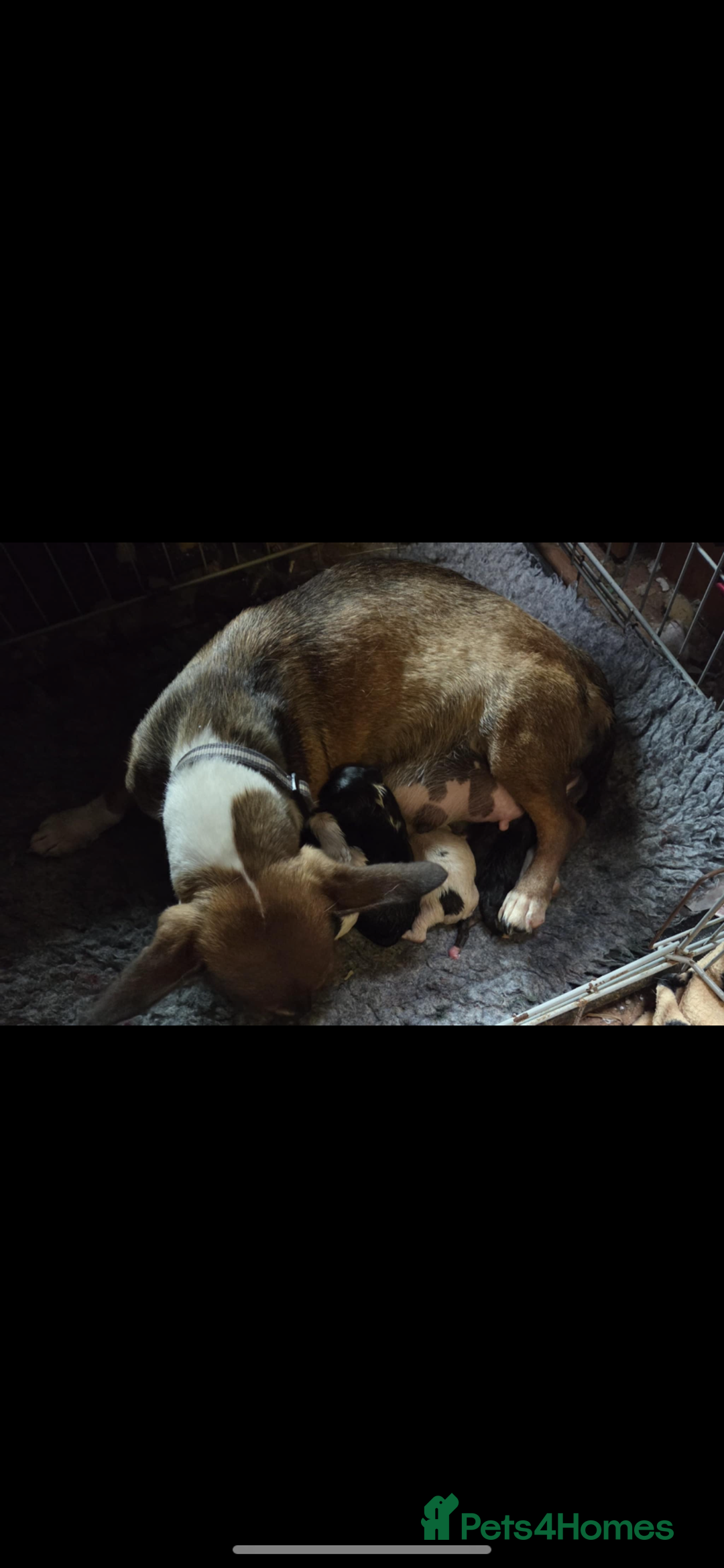 Jack Russell dogs for sale: Jack Russel puppies - Image 10