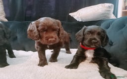 Cocker Spaniel dogs for sale: Working cocker spaniel puppies  - Image 2