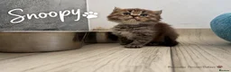 Persian cats for sale: Absolutely beautiful Persian/ragdoll Kittens - Advert 25