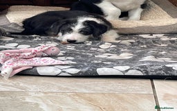 Mixed Breed dogs for sale: Boys and girls available  - Image 6