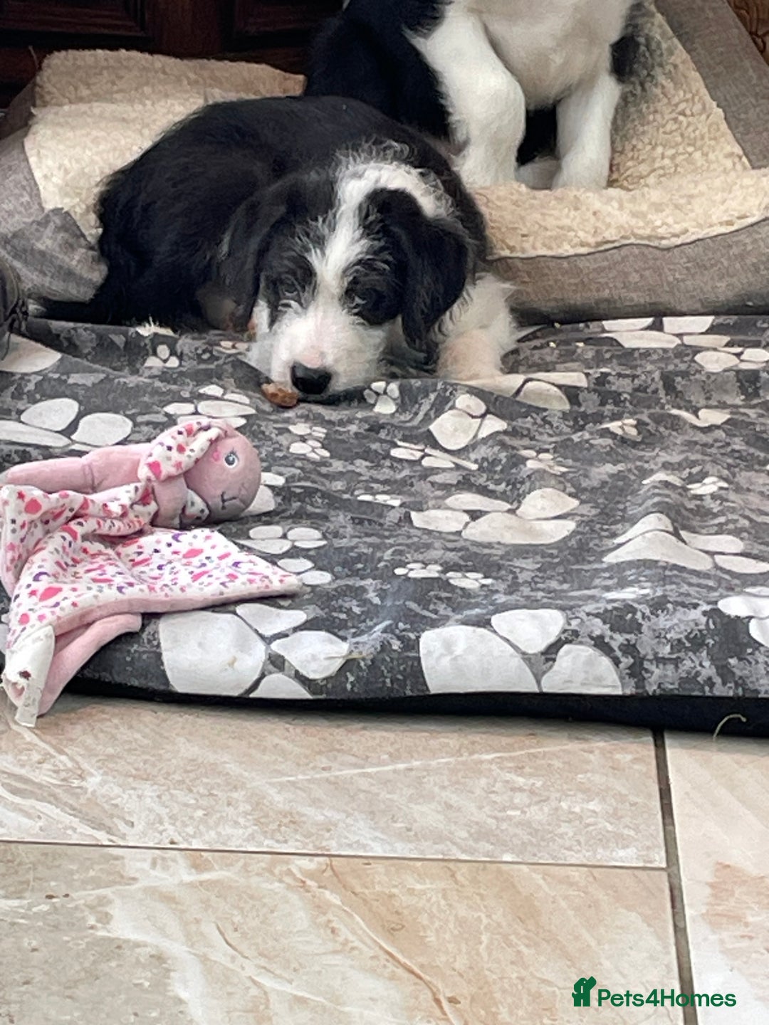 Mixed Breed dogs for sale: Boys and girls available  - Image 6