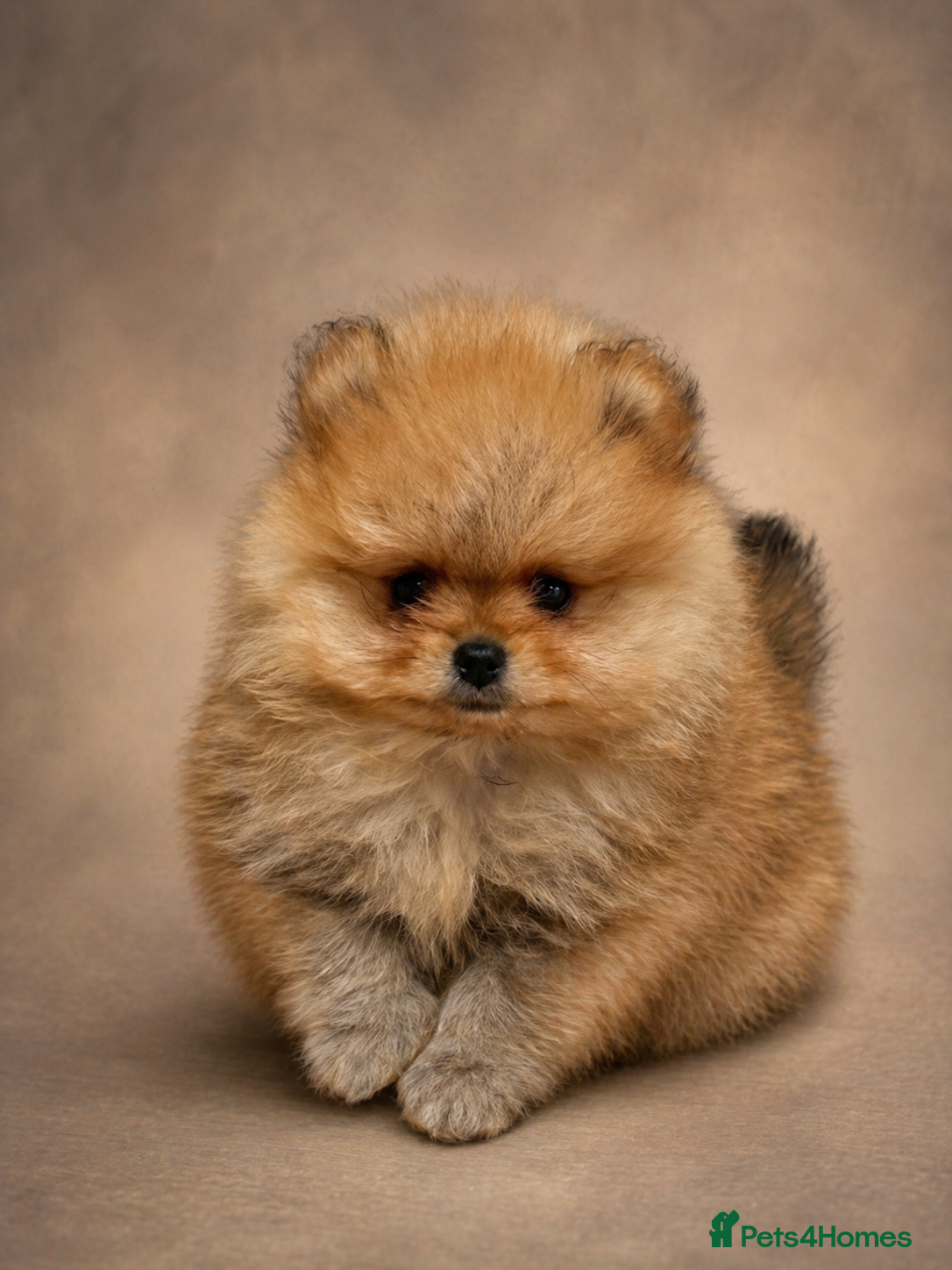 Pomeranian dogs Boys left 🩵 ready Friday  💕  - Advert 1