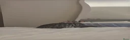 Bengal cats for sale: 10 week old bengal kitty - Advert 5
