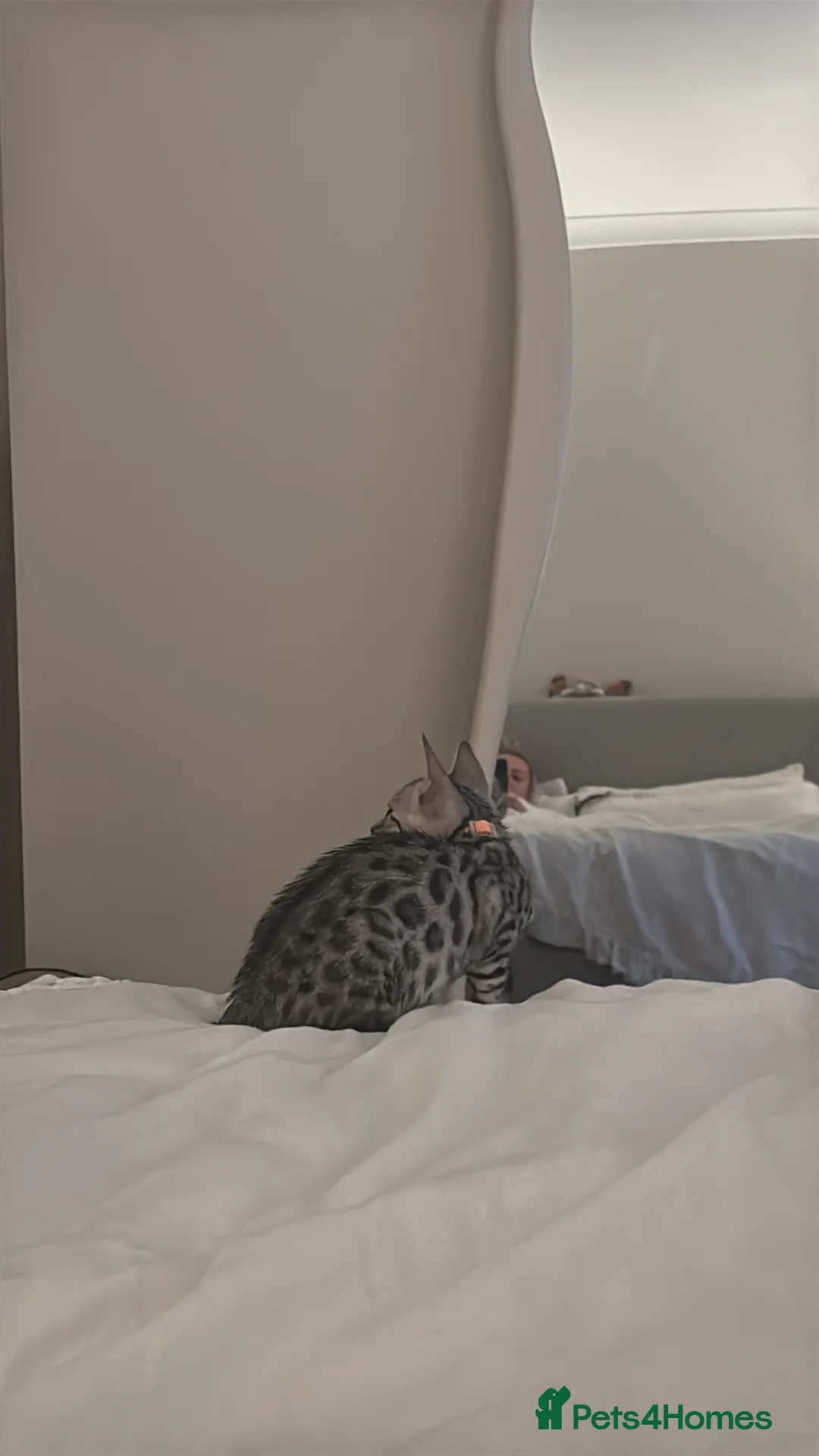 Bengal cats for sale: 10 week old bengal kitty - Advert 5