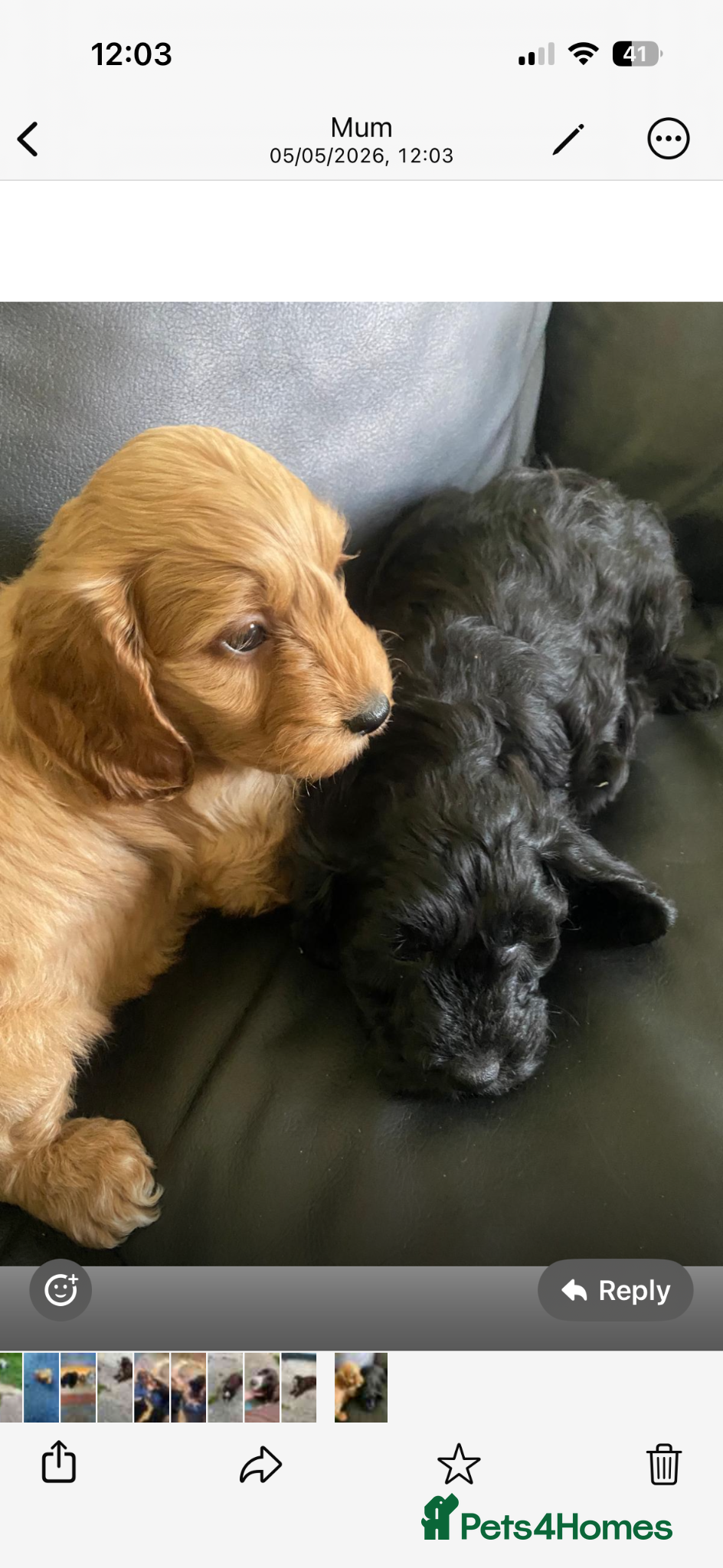 Cockapoo dogs Cockapoo puppies  - Advert 2