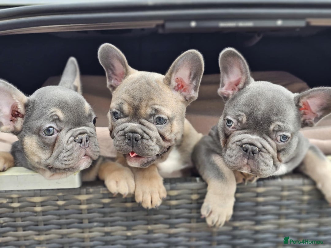 Blue French Mini French Bulldog Rescue French Bulldog Wood Green