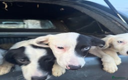 Mixed Breed dogs for sale: Springer cross collie  - Image 21