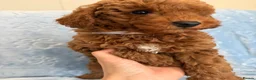 Toy Poodle dogs for sale: Beautiful health tested toy poodles  - Advert 8