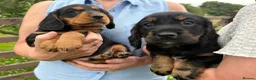 Cocker Spaniel dogs for sale: Working Cocker Spaniel Puppies - Advert 6