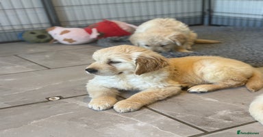 Golden Retriever dogs - Advert 6