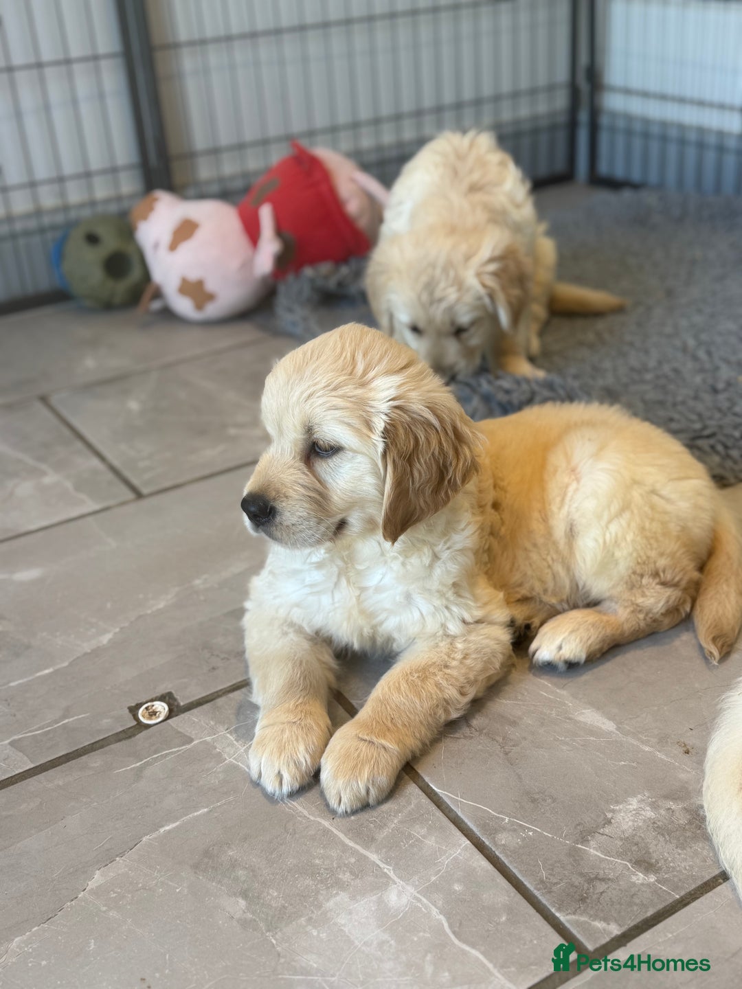 Golden Retriever dogs for sale: Gorgeous Golden Retrievers 8 weeks old H/Tested  - Image 2