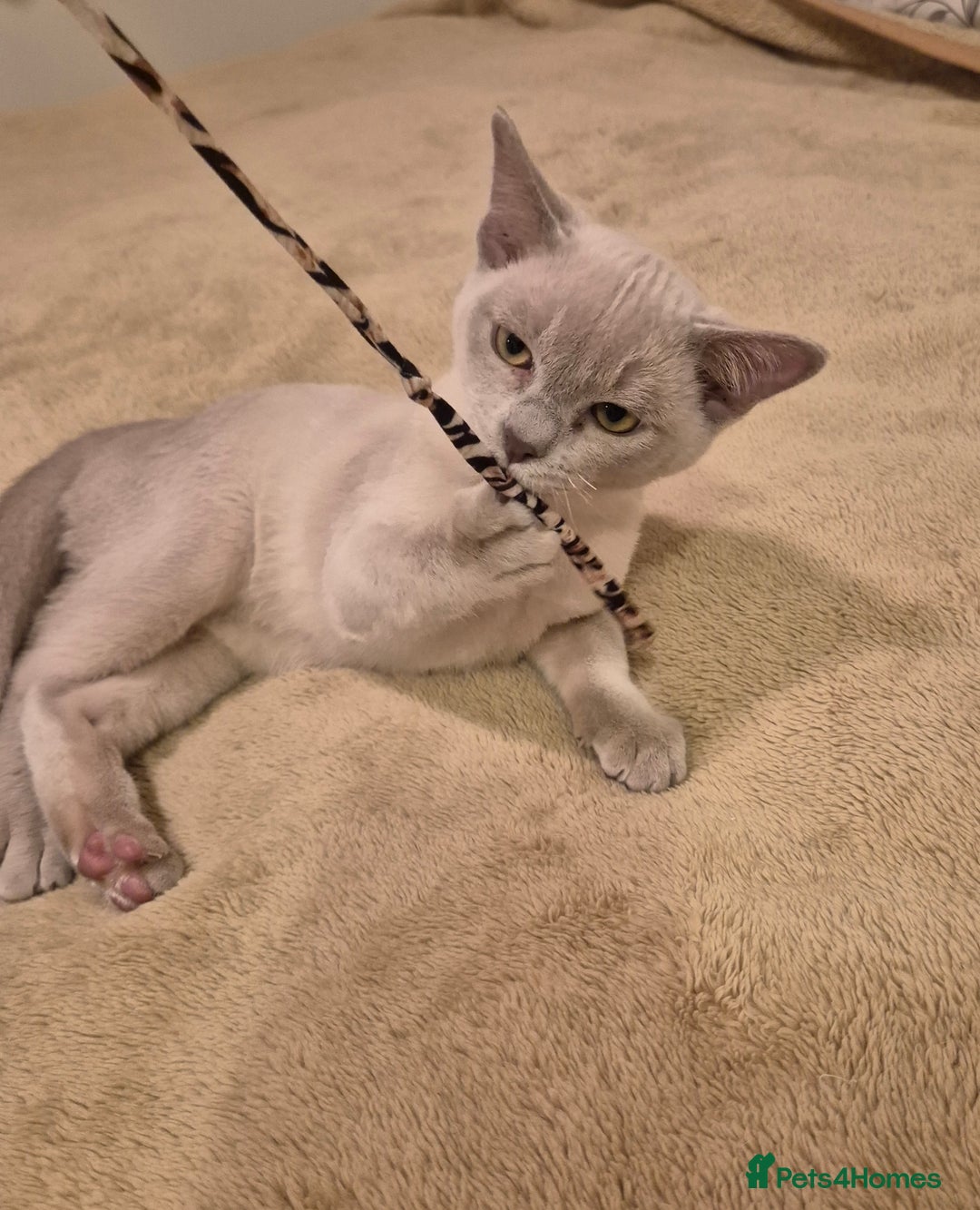 Burmese cats for sale: Pedigree Lilac Male Burmese Kitten - Advert 13