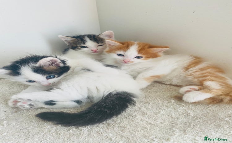 Mixed Breed cats - Advert 7