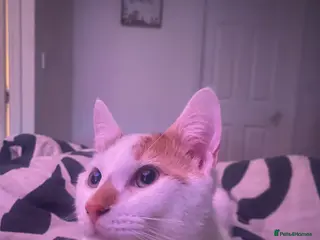 Turkish Van cats Simba Turkish Van Cat in Birmingham - Advert 1