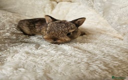 Netherland Dwarf rabbits for sale: Netherland Dwarf bunnies - Image 19
