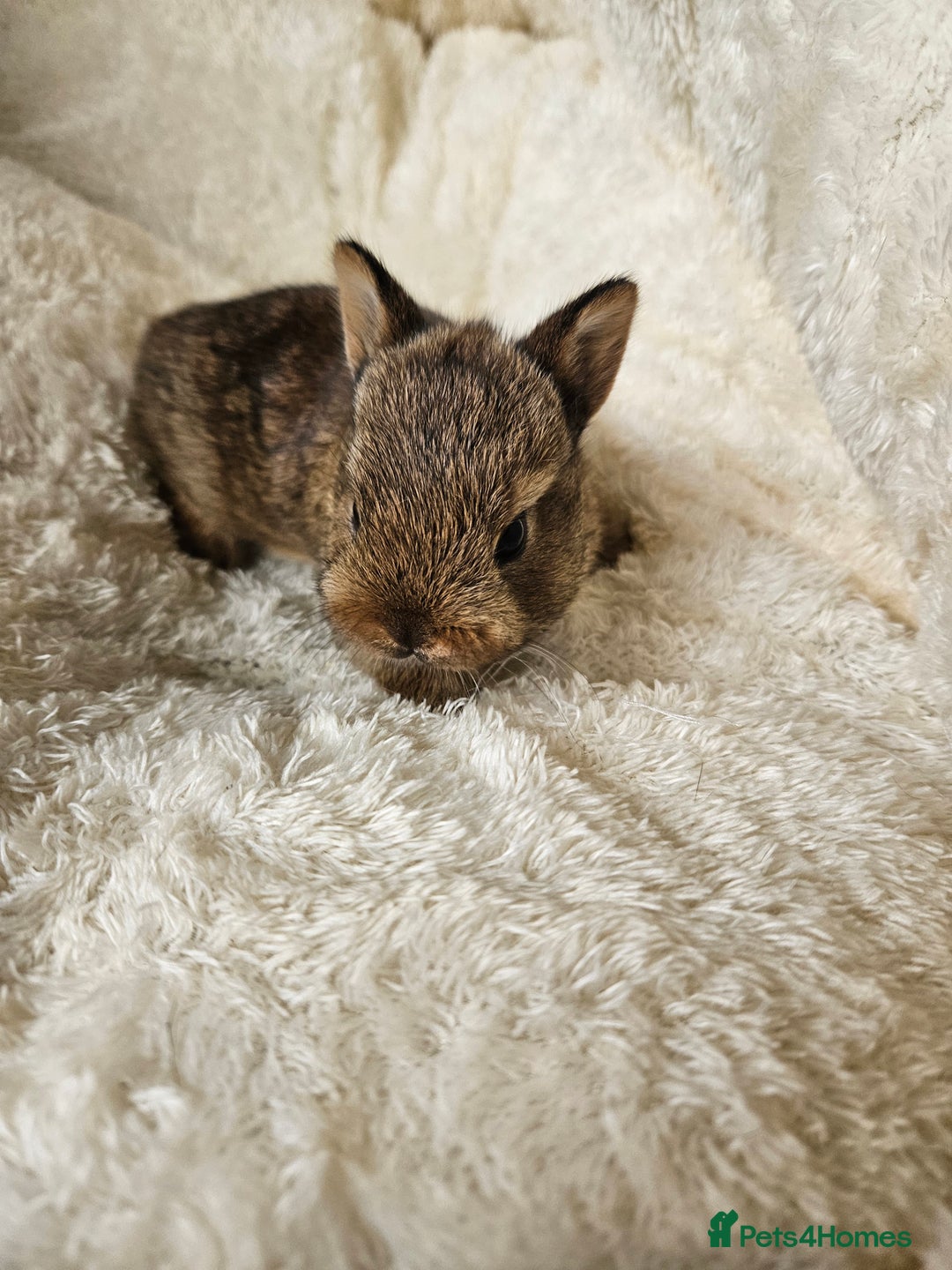 Netherland Dwarf rabbits for sale: Netherland Dwarf bunnies - Image 19