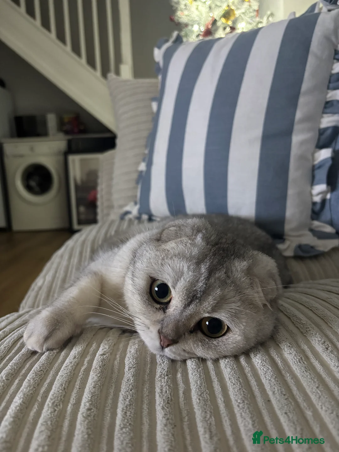 Scottish Fold cats for sale: Scottish fold cat  - Advert 3