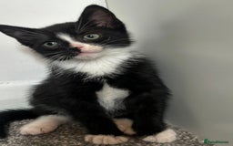 British Shorthair cats for sale: Kittens for sale  - Image 6