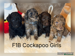 Cockapoo dogs - Advert 12