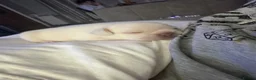 French Bulldog dogs for sale: French bull dogs  - Advert 26