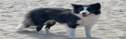Border Collie dogs for sale: Show Quality KC Reg Border Collie Puppies  - Advert 17