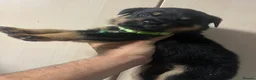 Rottweiler dogs for sale: Rottweiler puppies - Advert 3