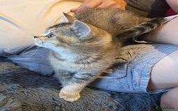 British Shorthair cats for sale: Golden brown tabby and silver  - Image 8