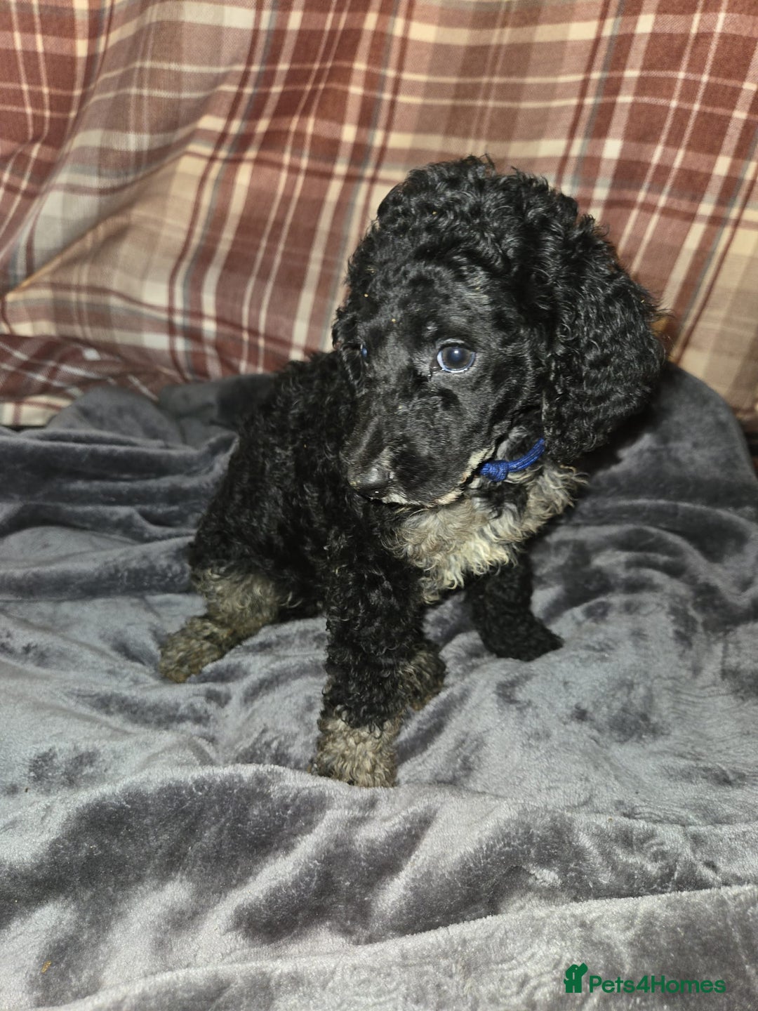 Mixed Breed dogs for sale: Amazing cuddly male pups cockapoo - Image 12