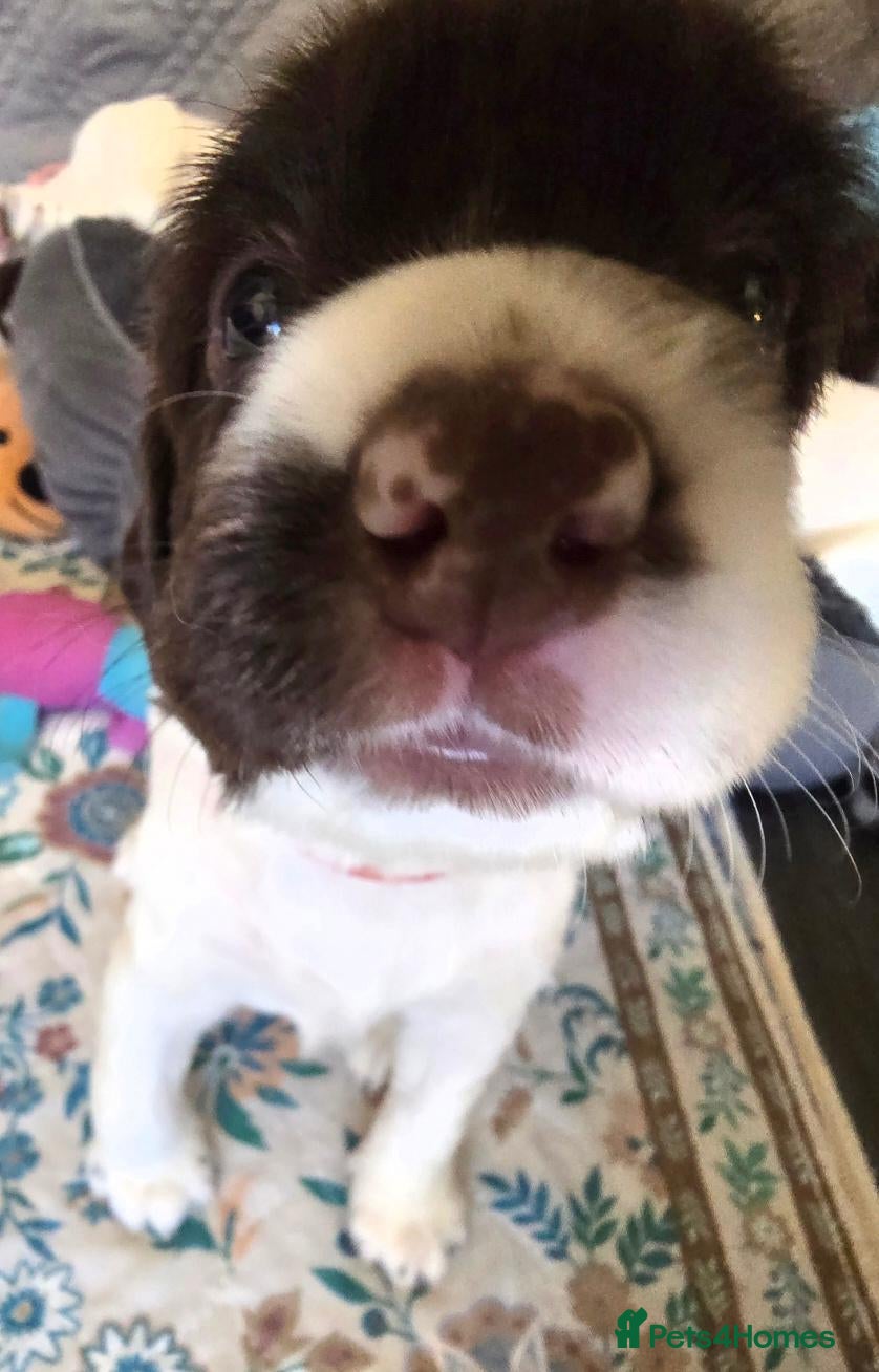 English Springer Spaniel dogs 💫Beautiful🐾KC💛 English Springer Spaniel Puppies - Advert 1