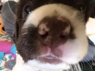 English Springer Spaniel dogs 💫Beautiful🐾KC💛 English Springer Spaniel Puppies - Advert 1