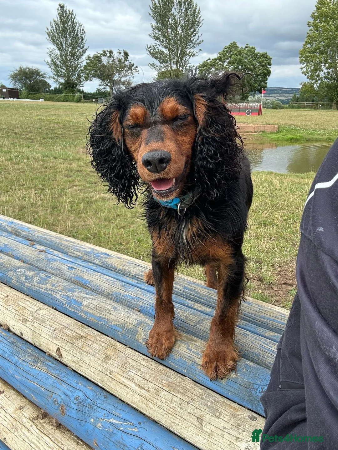 Cocker Spaniel dogs for stud: KC REGISTERED COCKER SPANIEL STUD in Worcester - Advert 2