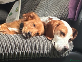 Mixed Breed dogs 2 lovely boys need rehoming - Advert 13