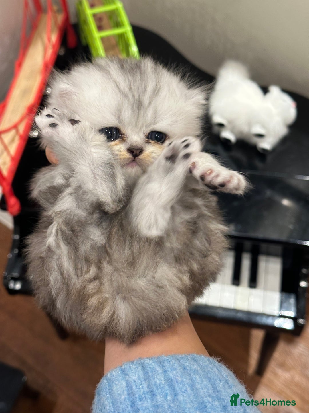 Persian cats for sale: Chinchilla kittens  - Image 12
