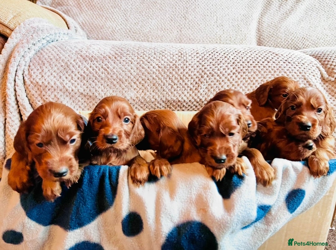 Irish Setter dogs for sale: ❤️🇮🇪Irish setter pups 🇮🇪 ❤️ - Advert 3