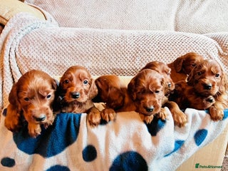 Irish Setter dogs ❤️🇮🇪Irish setter pups 🇮🇪 ❤️ - Advert 5