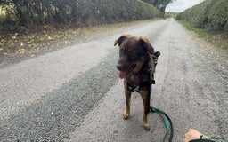 Mixed Breed dogs for adoption: Meet Heather, currently residing in Cheshire  - Image 13