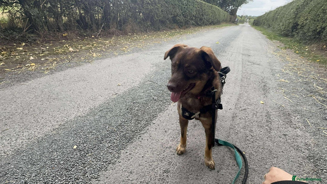 Mixed Breed dogs for adoption: Meet Heather, currently residing in Cheshire  - Image 13