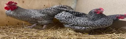 Chickens poultry for sale: North Holland Blue  - Advert 4