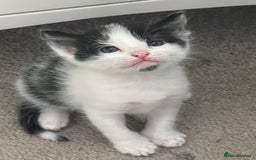 Mixed Breed cats for sale: REDUCED: 2 friendly kittens remain- regime 26/8/25 - Image 36