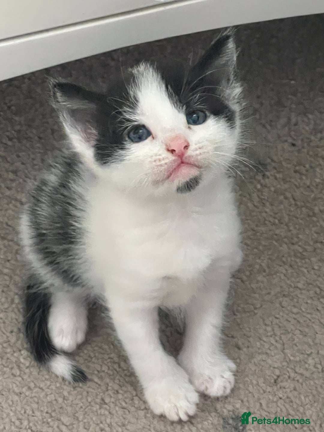 Mixed Breed cats for sale: REDUCED: 2 friendly kittens remain- regime 26/8/25 - Image 36