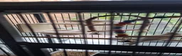 Canaries birds for sale: 2 Canaries yellow mosaic  in Walsall - Advert 3