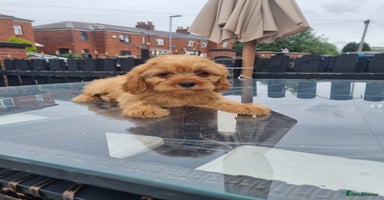 Cavapoo dogs - Advert 11