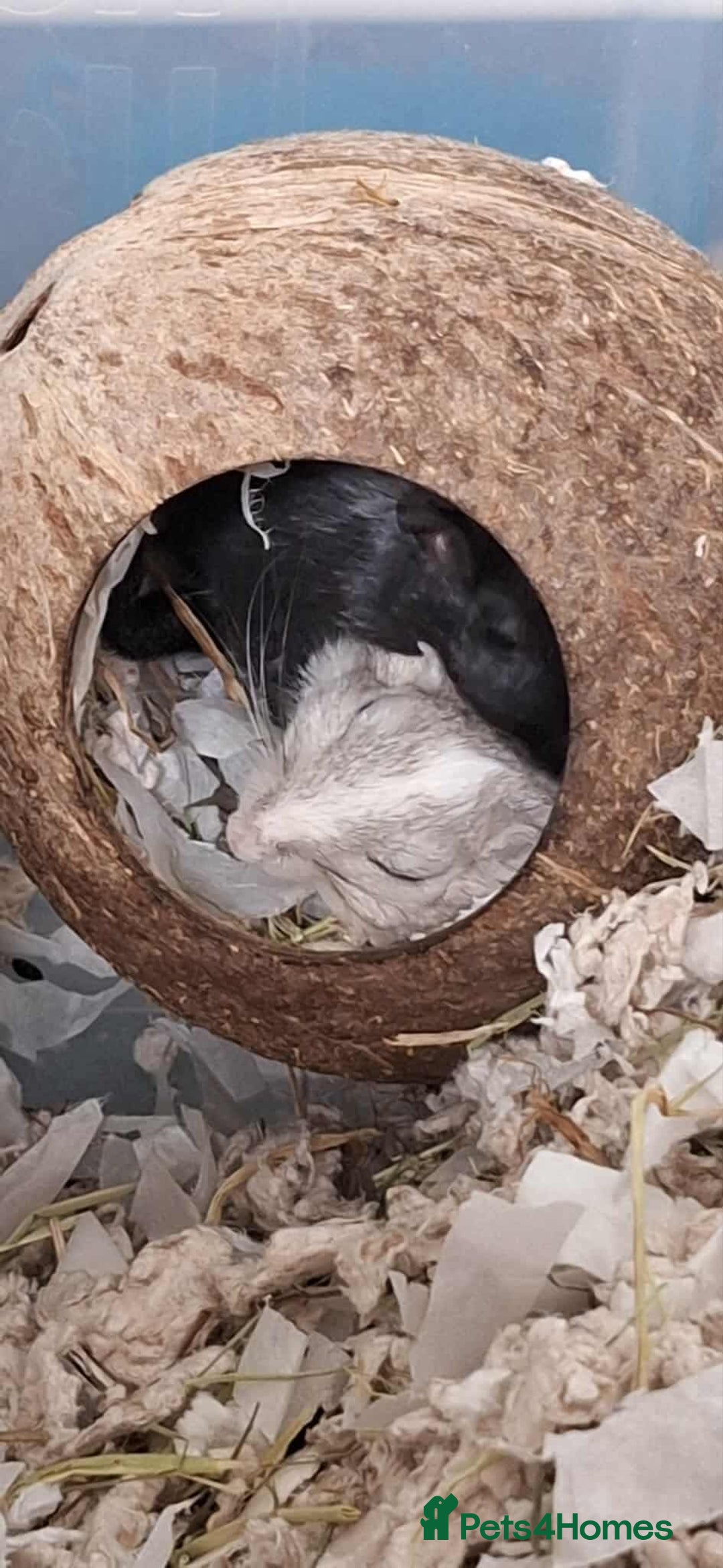 Gerbil rodents for sale: 2 gerbils with cage  - Image 1