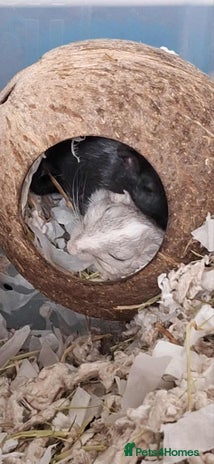 Gerbil rodents - Advert 2